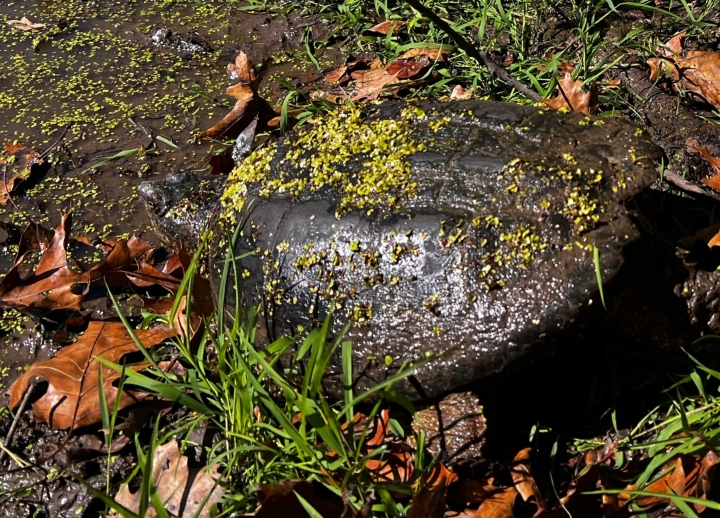 Common Snapping Turtle